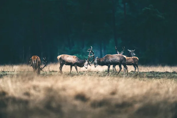 Deer standing in forest meadow. — Stock Photo, Image