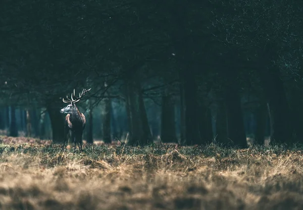 Edelhert staande aan rand van bos. — Stockfoto