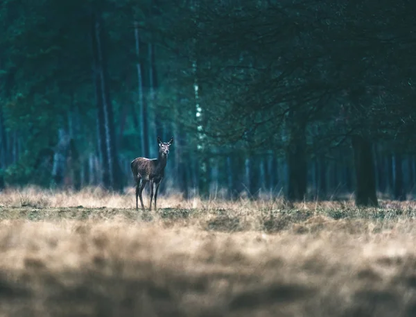 Veado em pé prado da floresta . — Fotografia de Stock
