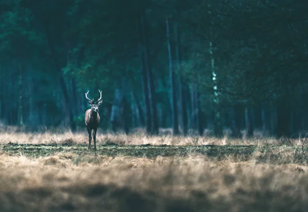 Herten eenzame in hoog gras — Stockfoto