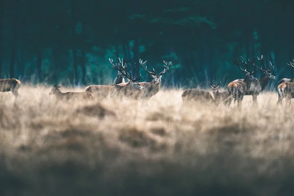 Cervo in piedi nel prato della foresta . — Foto Stock