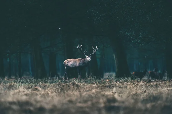 Deer standing in forest meadow. — Stock Photo, Image