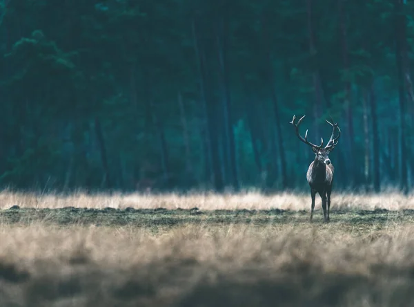 Osamělý jelen ve vysoké trávě — Stock fotografie