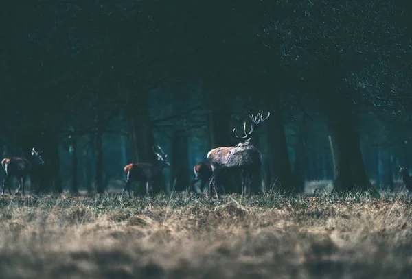 Herten staande in bos weide. — Stockfoto