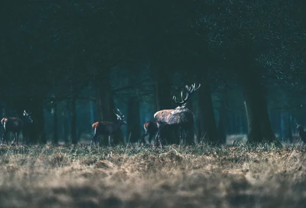 Rehe stehen auf Waldwiese. — Stockfoto