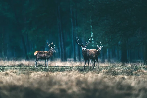 Groep van herten in het bos, weide. — Stockfoto