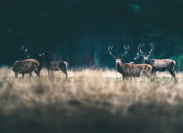 森林草原の鹿のグループ. — ストック写真