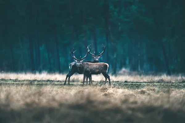 숲 풀밭에 서 있는 사슴. — 스톡 사진