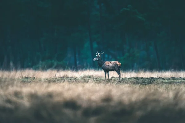 Red deer stojí v Lesní palouk. — Stock fotografie