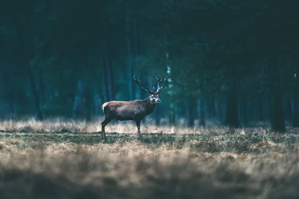 Cervo rosso in piedi nel prato della foresta . — Foto Stock