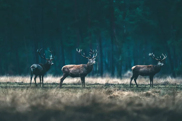 Veados em pé no prado da floresta — Fotografia de Stock