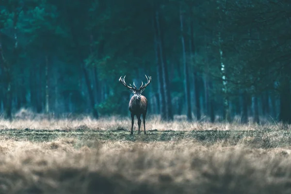 Osamělý jelen ve vysoké trávě — Stock fotografie