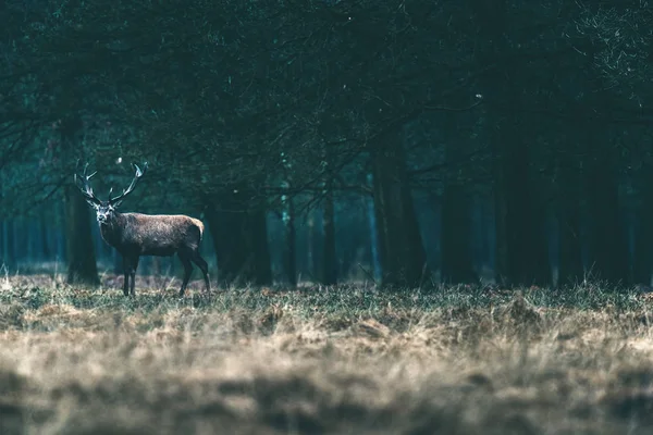 Red deer stojí na okraji lesa. — Stock fotografie