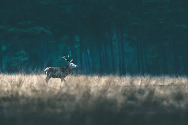 Szarvas, séta az erdő-rét. — Stock Fotó