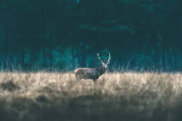 背の高い草鹿孤独 — ストック写真