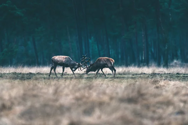Dwa jelenie walki z poroża — Zdjęcie stockowe