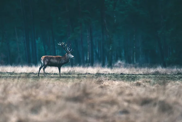 Deer solitary in forest meadow. — Stock Photo, Image