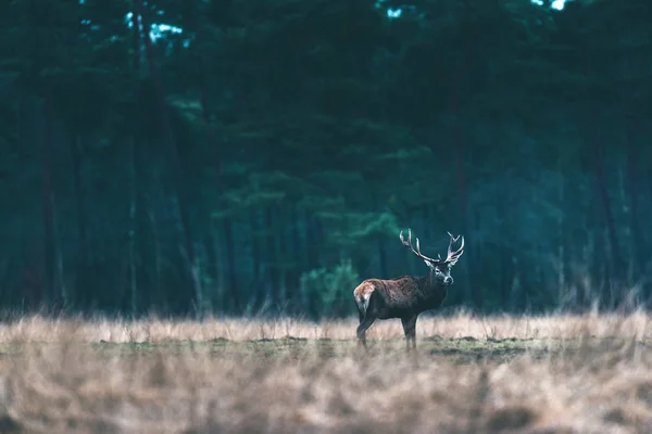 森林草原の鹿孤独. — ストック写真