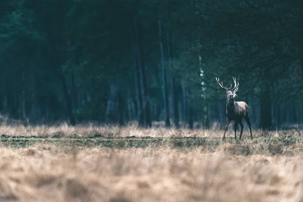 Herten eenzame in bos weide. — Stockfoto