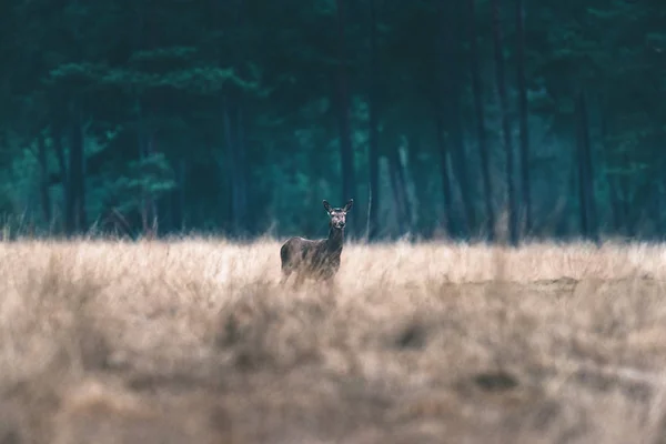 Uzun otların arasında duran geyik Doe — Stok fotoğraf