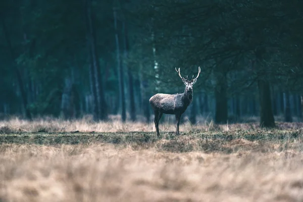 Ciervo solitario en pradera forestal . —  Fotos de Stock