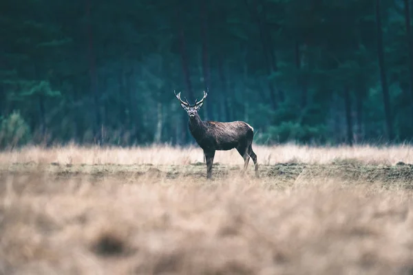 Cerfs debout dans la prairie forestière . — Photo