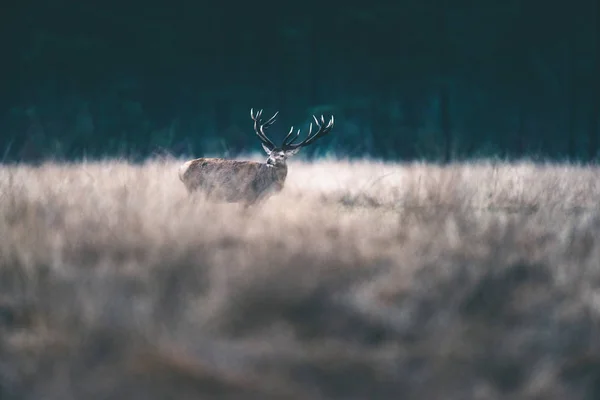 Veado vermelho com chifres grandes . — Fotografia de Stock