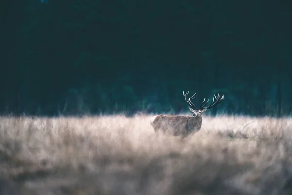 Veado vermelho com chifres grandes . — Fotografia de Stock