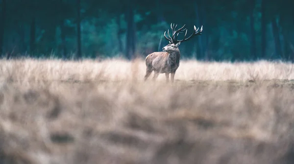 Edelhert met grote geweien. — Stockfoto