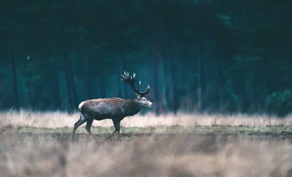 森林草原を歩いて鹿. — ストック写真