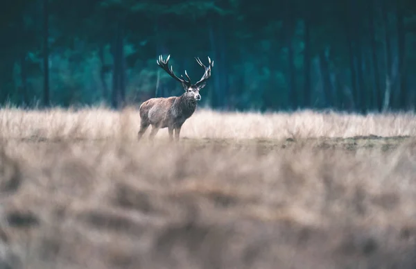 Cerf rouge à gros bois . — Photo