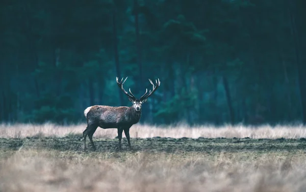 숲 풀밭에 서 있는 사슴 — 스톡 사진