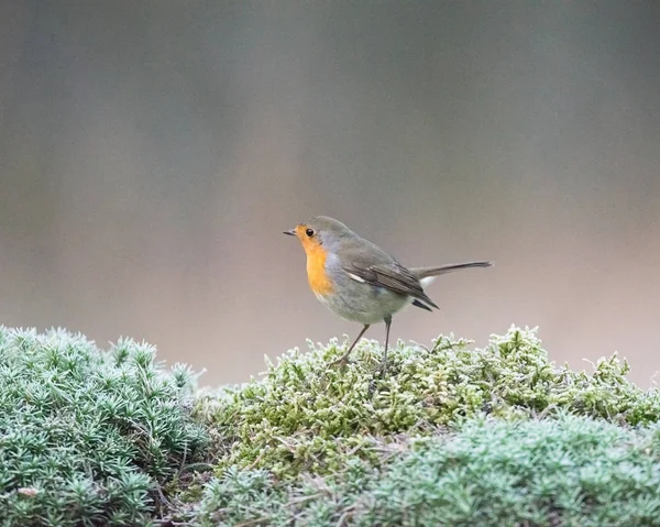 Robin vogel neergestreken op mos. — Stockfoto