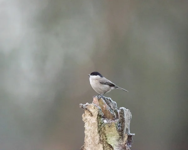 Coal tit bird perched on tree — Zdjęcie stockowe