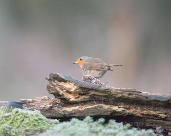 Robin fågel uppflugen på trädstam. — Stockfoto
