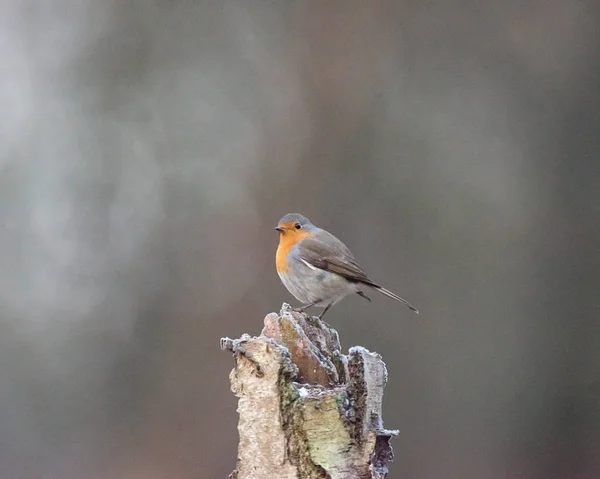 Robin pássaro empoleirado no tronco da árvore . — Fotografia de Stock