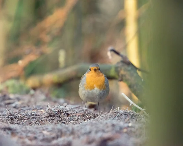 Robin pássaro sentado no chão da floresta . — Fotografia de Stock