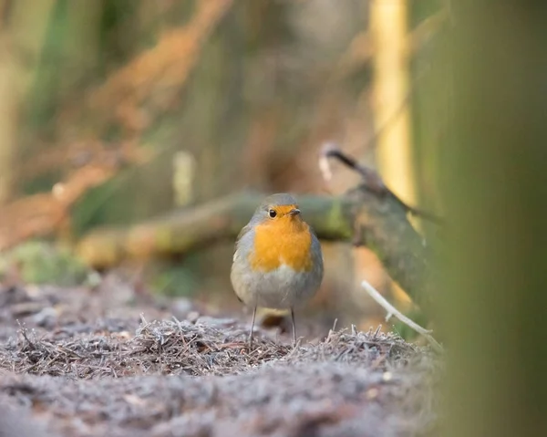 Robin madár ül, erdei talajon. — Stock Fotó