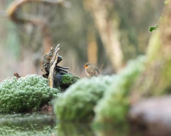 Robin madár ül a moha — Stock Fotó