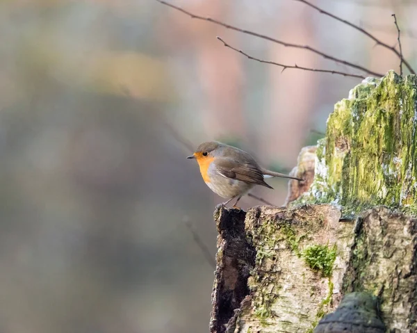 Robin pássaro empoleirado no tronco da árvore . — Fotografia de Stock