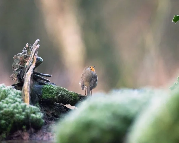 Robin madár ül a fa törzse. — Stock Fotó