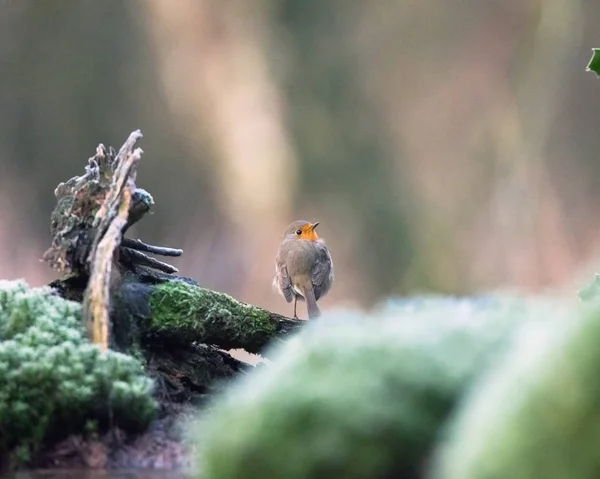 Robin madár ül a fa törzse. — Stock Fotó