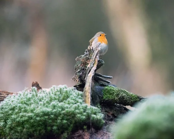 Robin uccello appollaiato sul tronco d'albero . — Foto Stock