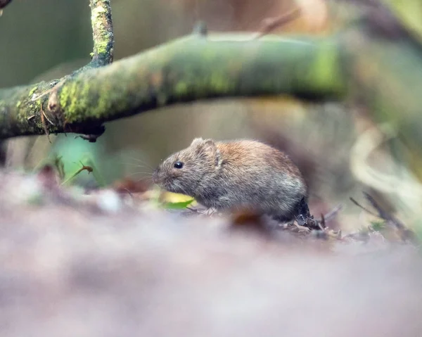 Banca vole su terreno forestale . — Foto Stock