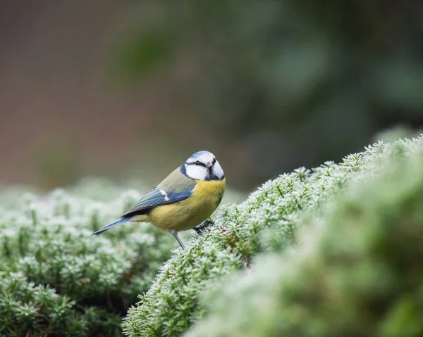 Blue tit sitting on moss — Φωτογραφία Αρχείου