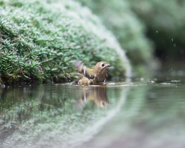 Goldcrest badning i dam . - Stock-foto