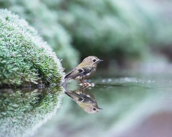 Goldcrest balneazione in stagno . — Foto Stock