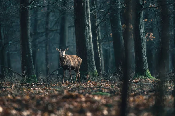 Vörös szarvas az erdőben. — Stock Fotó