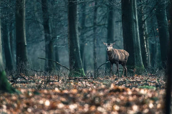 Vörös szarvas az erdőben. — Stock Fotó