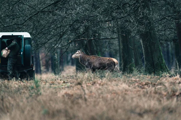 Edelhert wandelen naar auto — Stockfoto